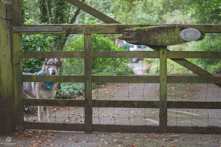 Groom's dog looking through a gate fence