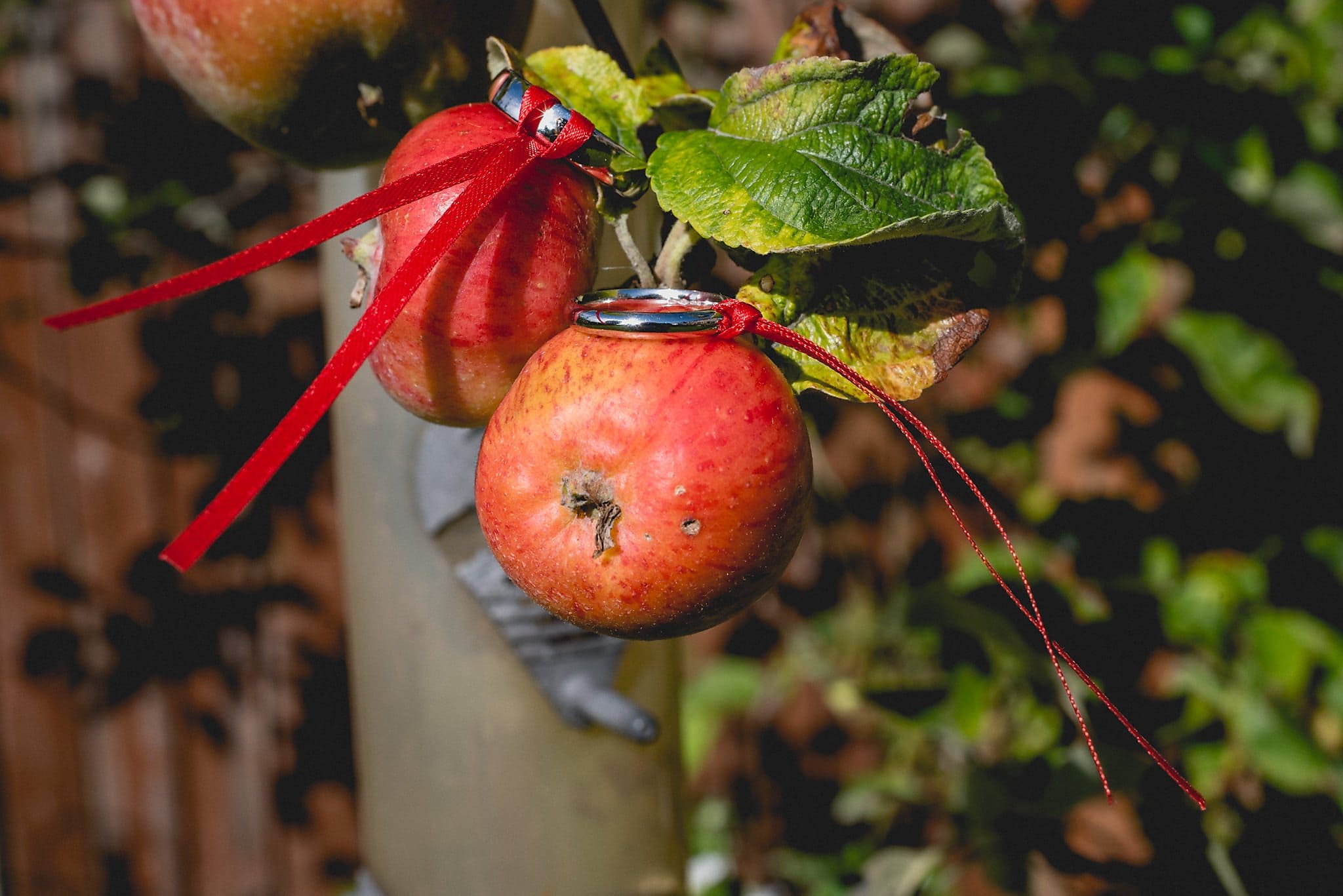 Wedding rings tied with red ribbon in an apple tree in the bride's garden