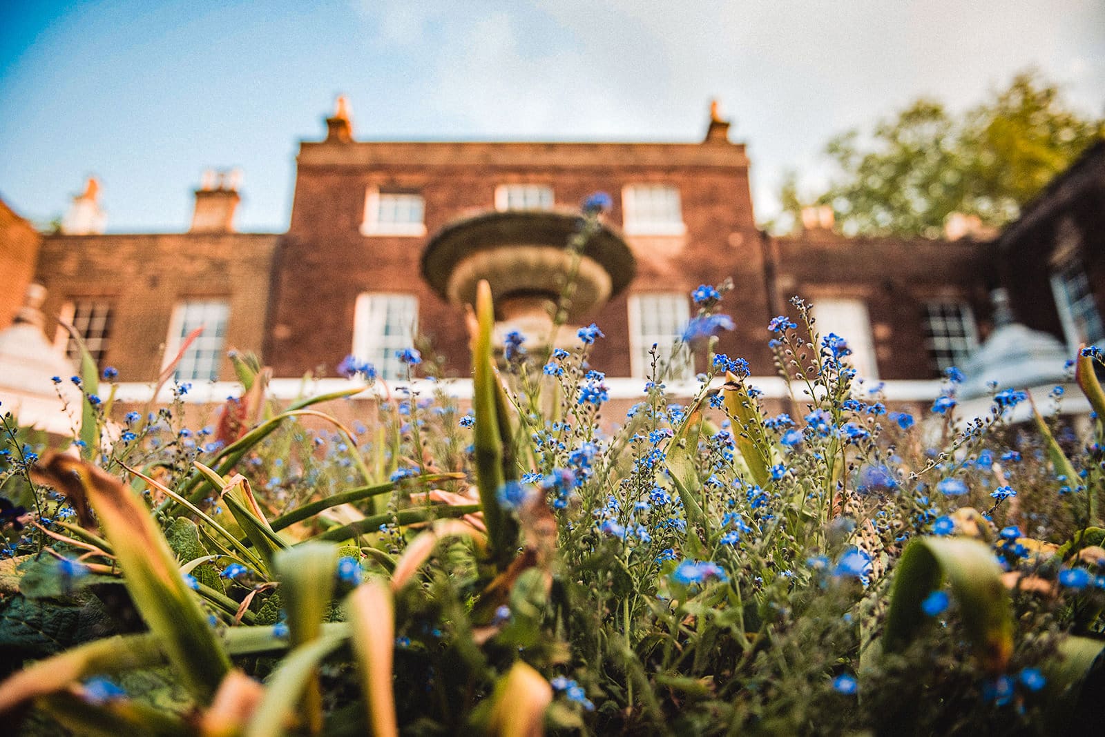 Forget me nots in the front of the Hurlingham Club