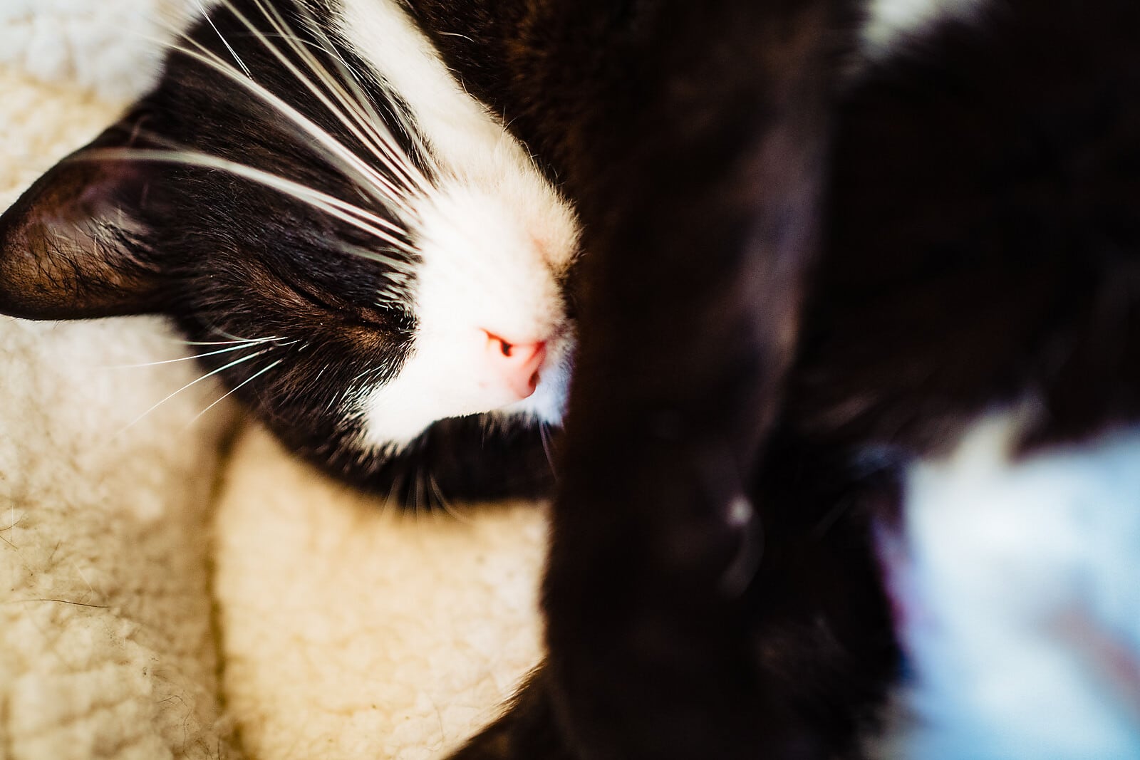 Black and white cat sleeping close up